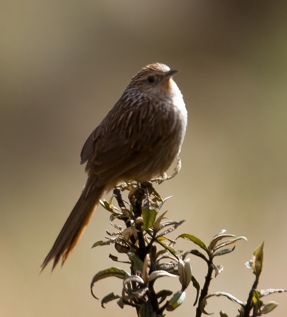 Canastero del Urubamba - ML610361127