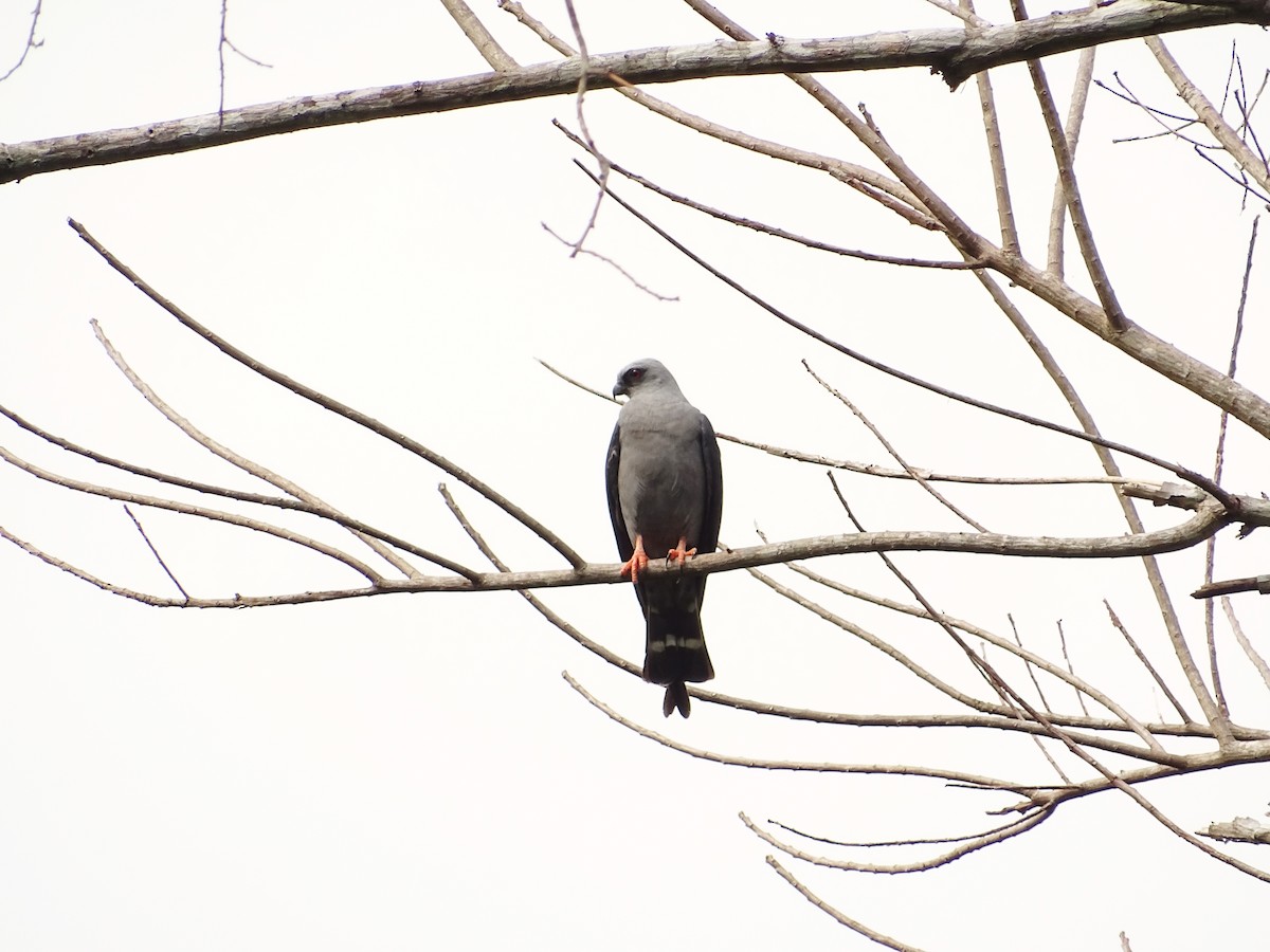 Plumbeous Kite - ML610361139