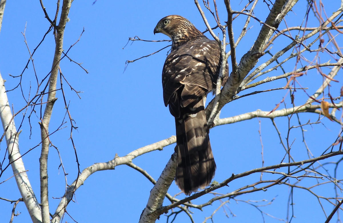 Cooper's Hawk - ML610361161