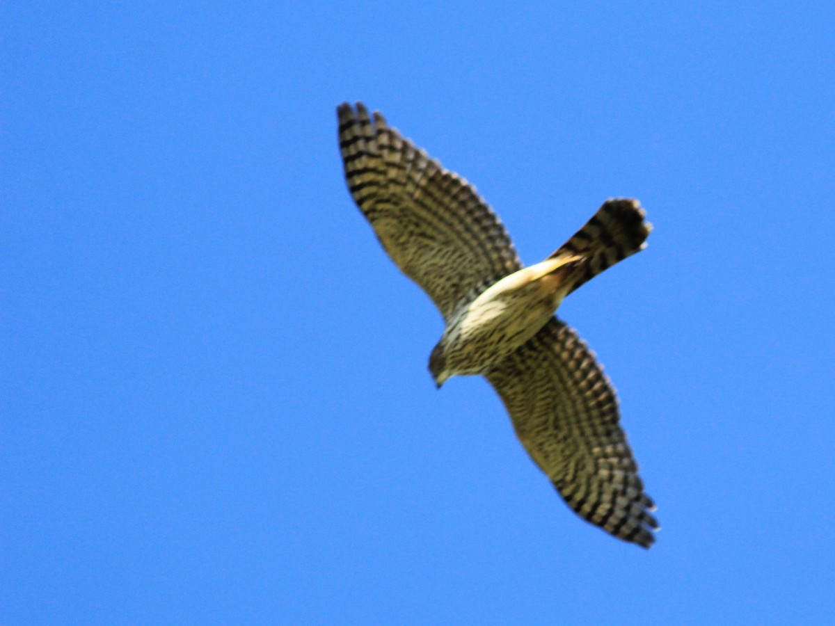 Cooper's Hawk - ML610361163