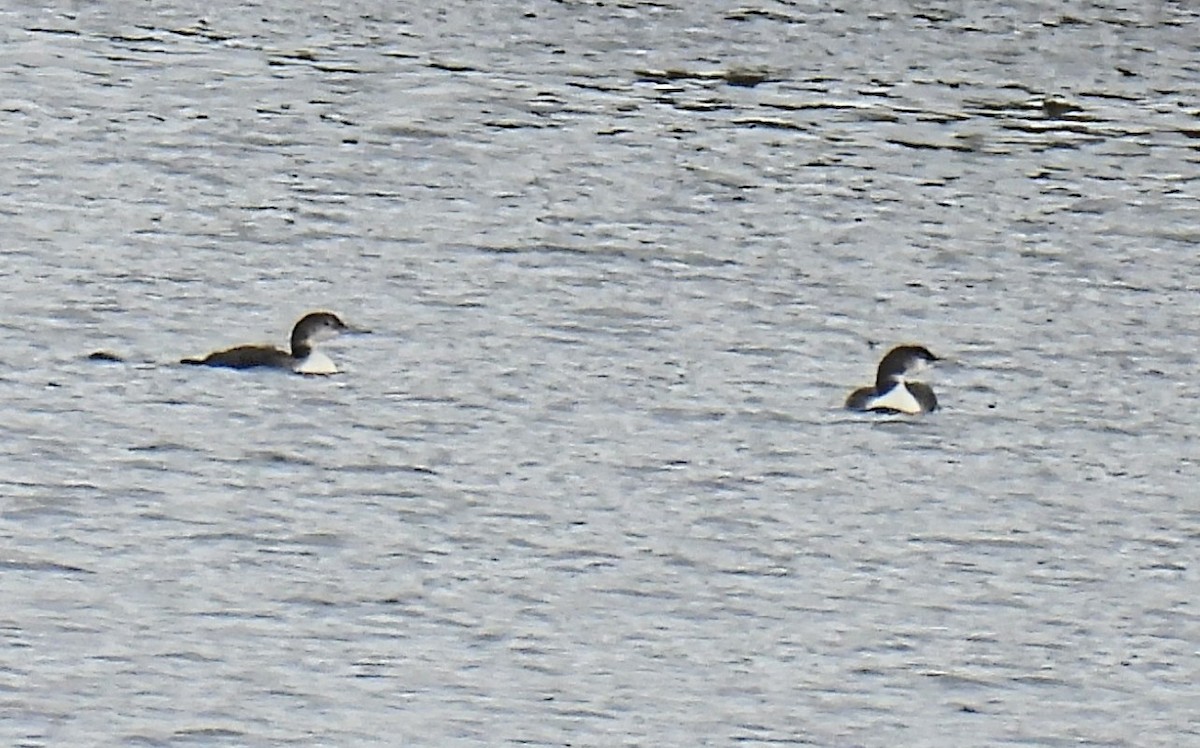 Common Loon - ML610361265