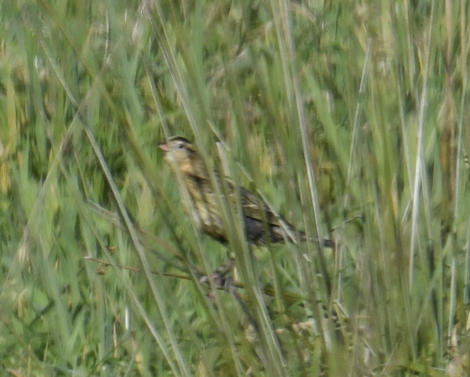 bobolink americký - ML610361338