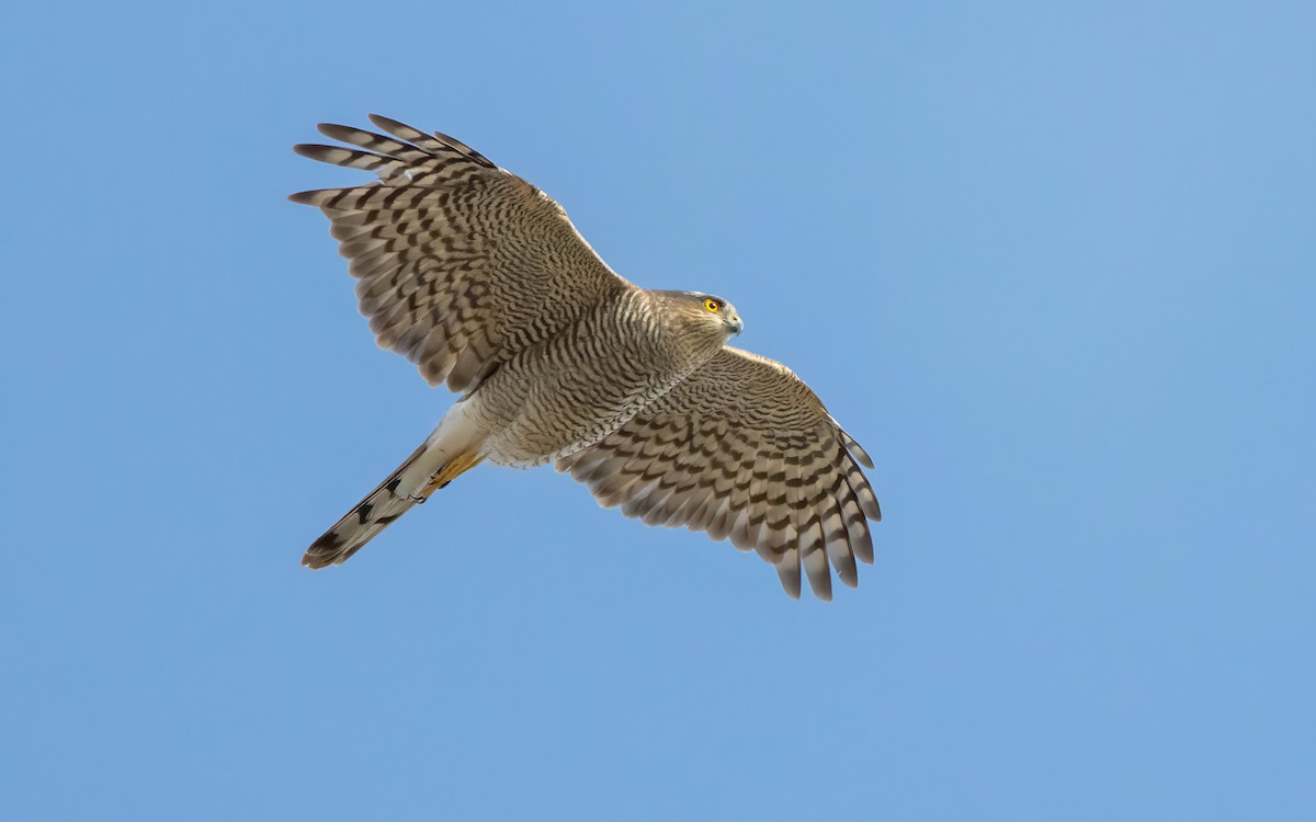 Eurasian Sparrowhawk - ML610361430