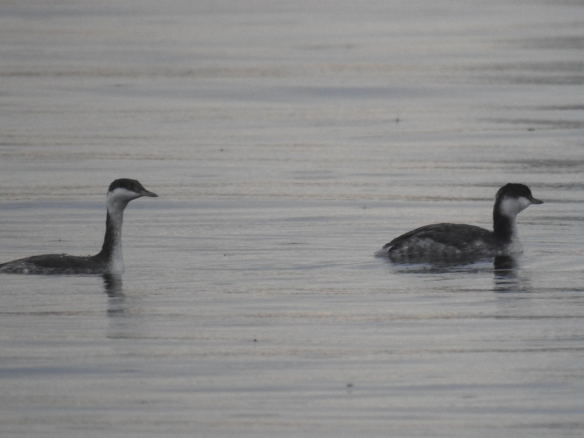 Horned Grebe - Jean-Serge Vincent