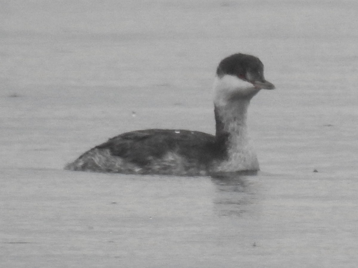 Horned Grebe - ML610361486