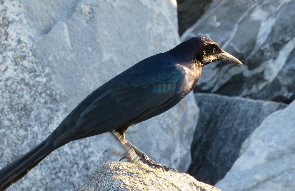 Boat-tailed Grackle - ML610361573