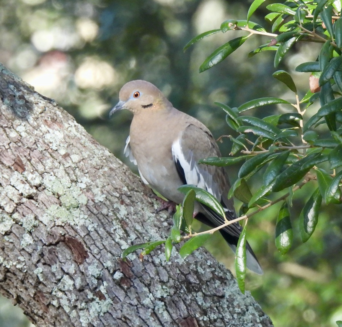 White-winged Dove - Carol Porch