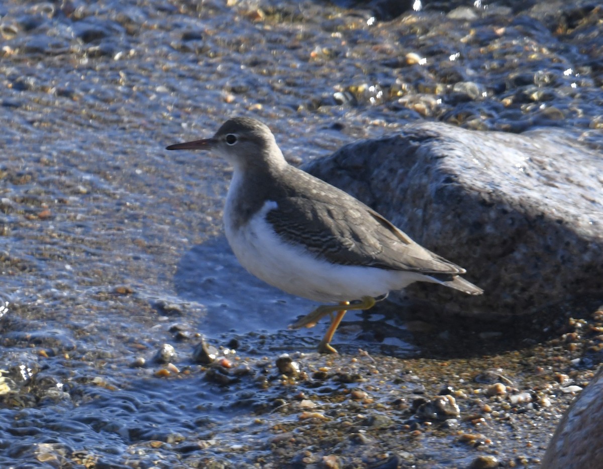 Spotted Sandpiper - ML610361665