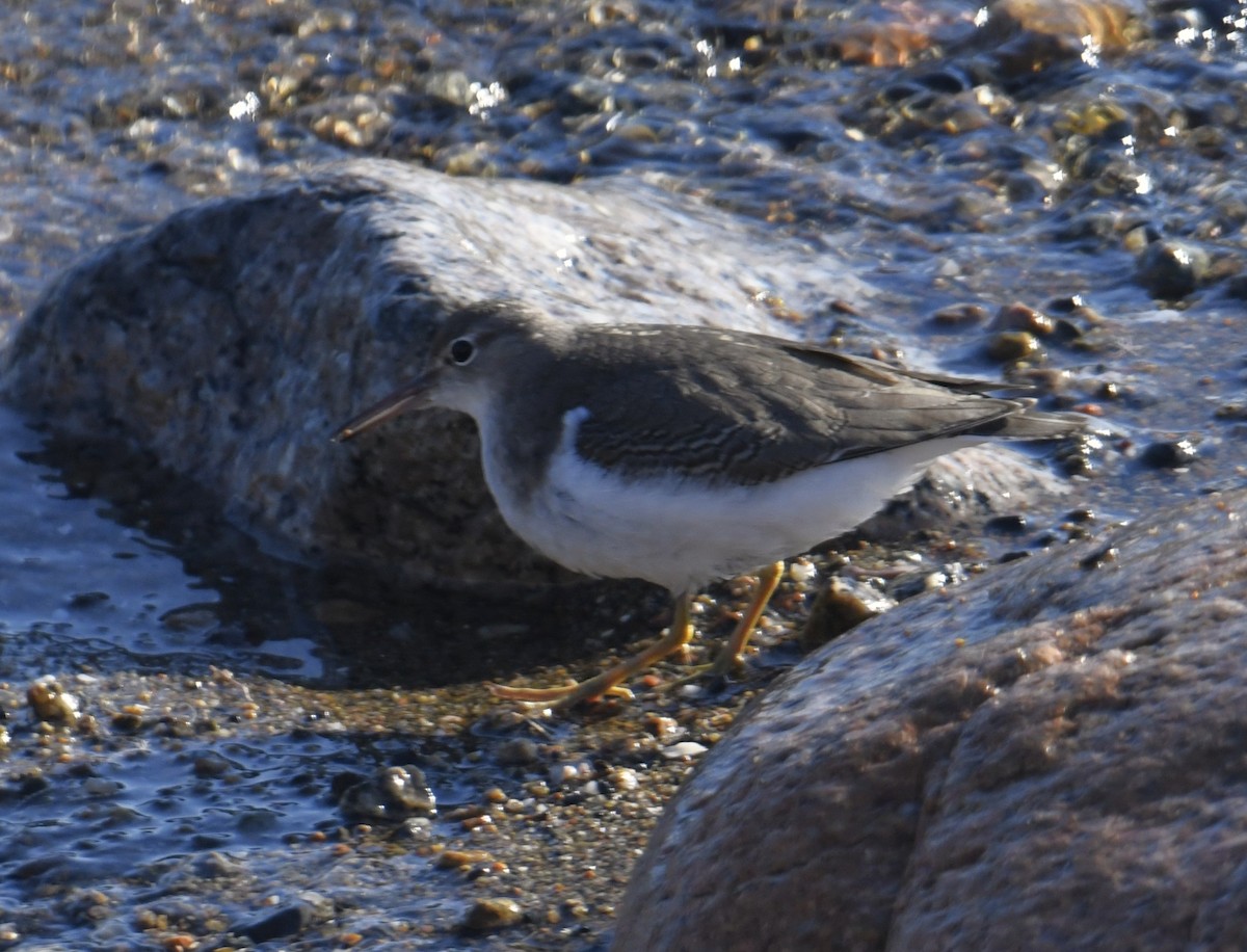 Spotted Sandpiper - Zachary Peterson
