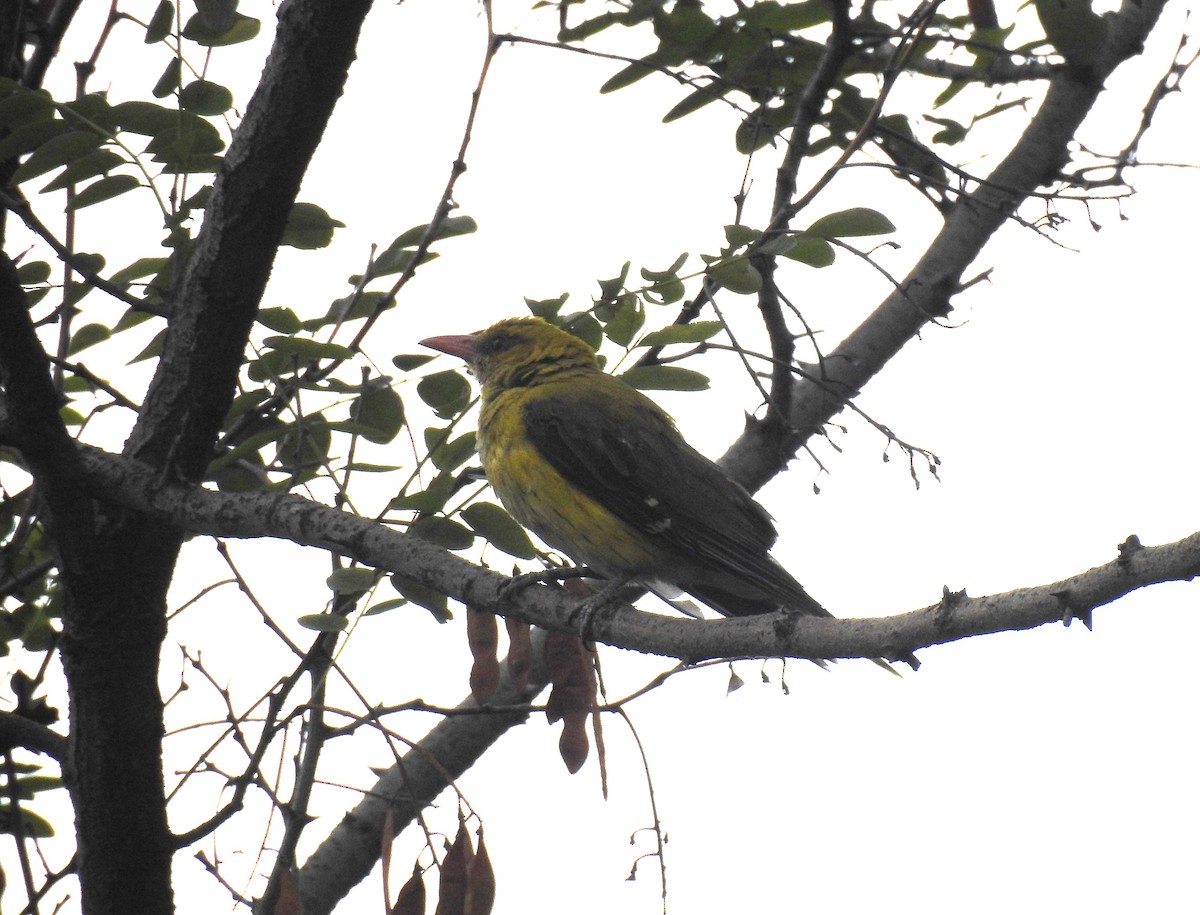 Indian Golden Oriole - ML610361677