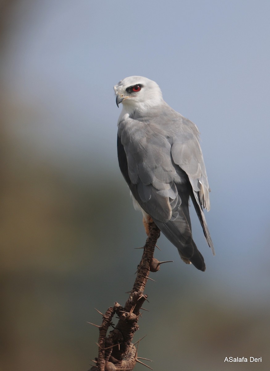 Black-winged Kite (African) - Fanis Theofanopoulos (ASalafa Deri)