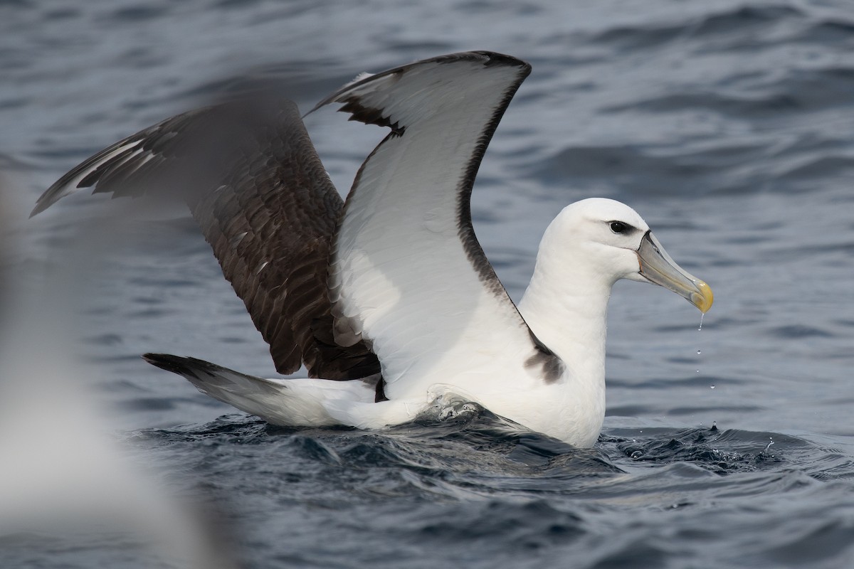 Albatros à cape blanche - ML610361774