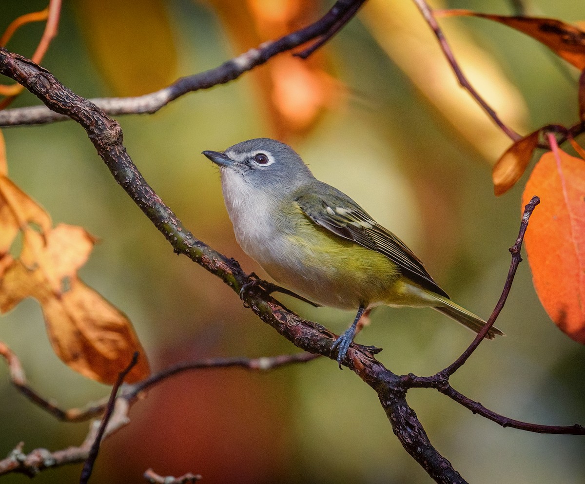 Blue-headed Vireo - ML610361801