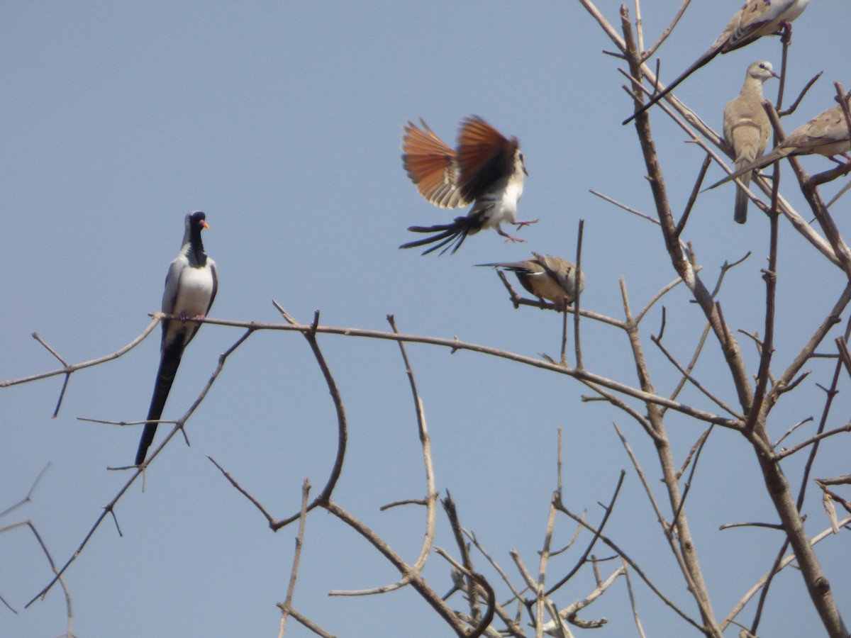 Namaqua Dove - Héctor Bintanel Cenis