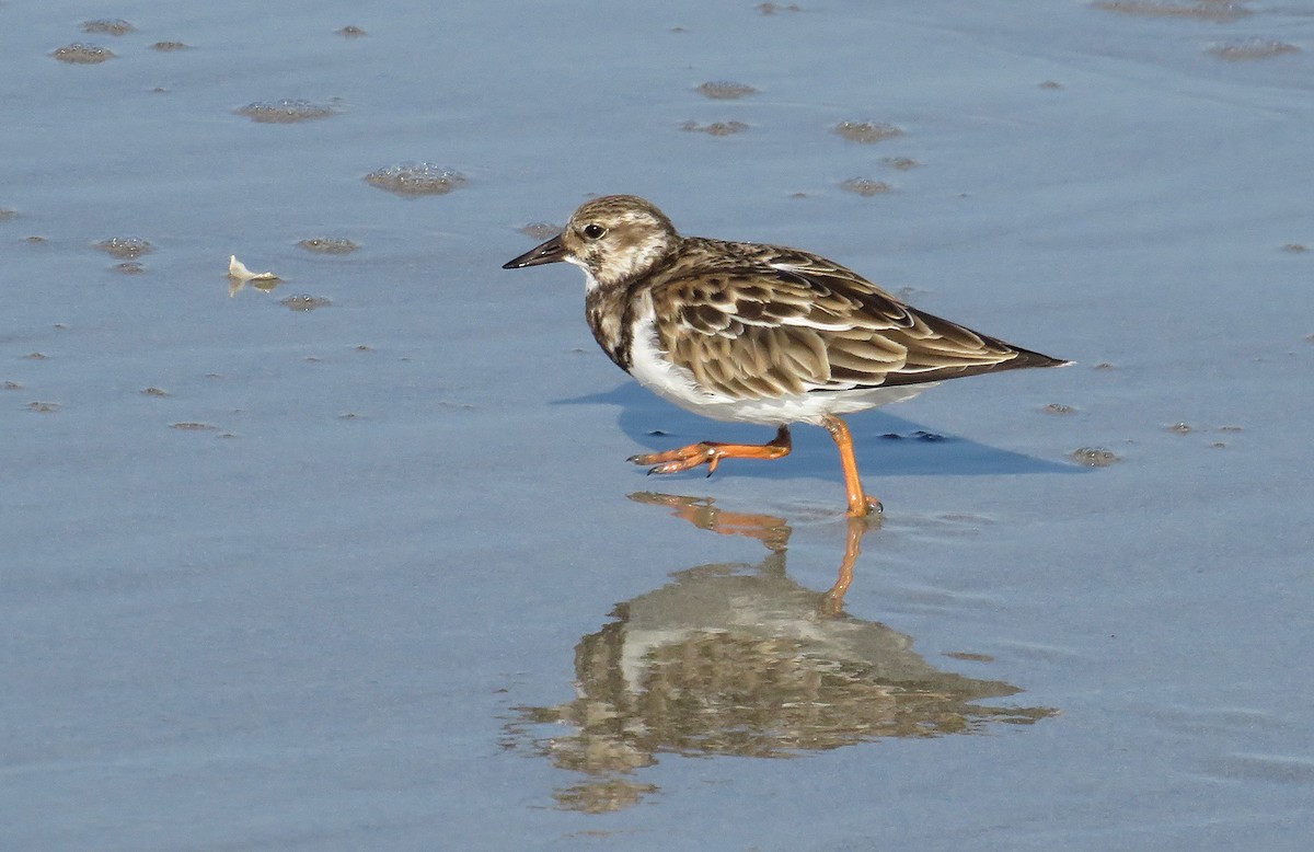 Ruddy Turnstone - ML610361881