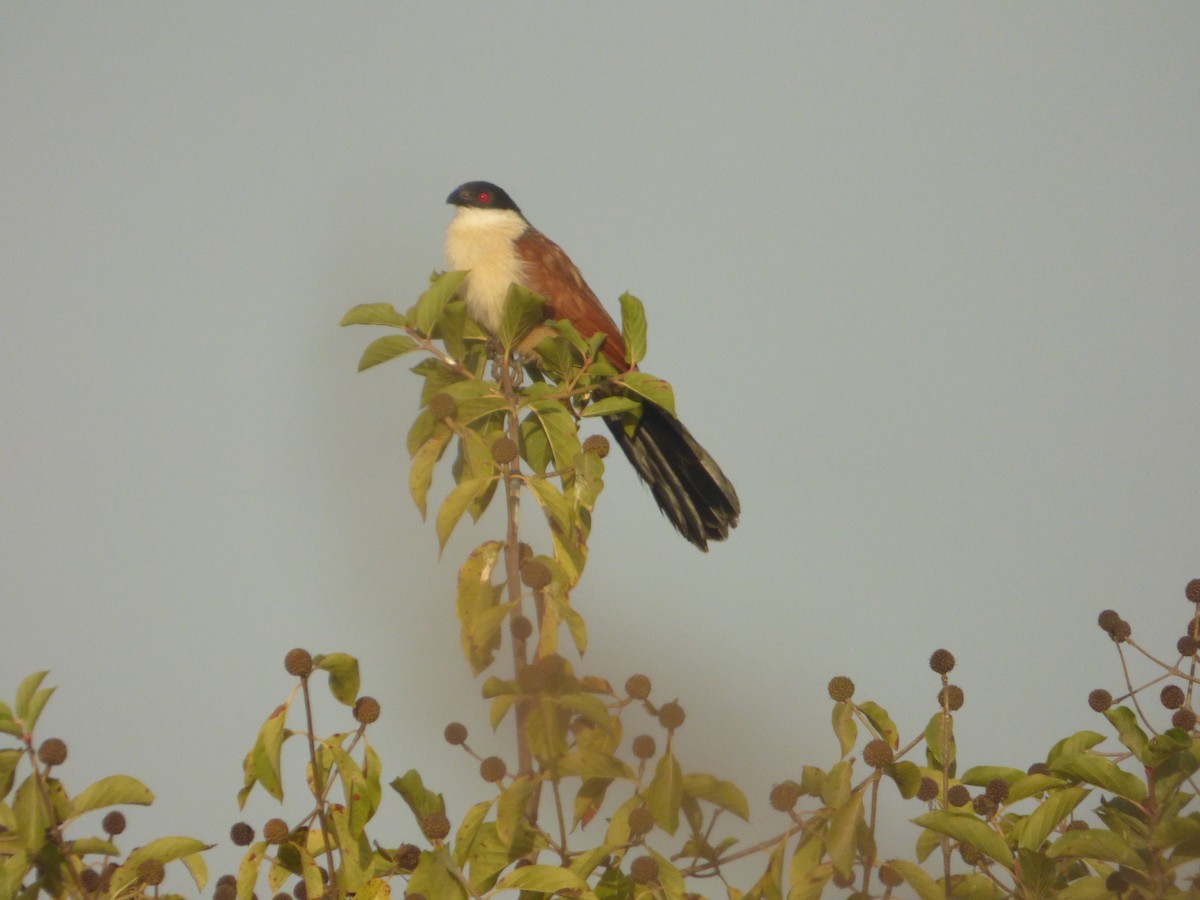 Senegal Coucal - ML610361951