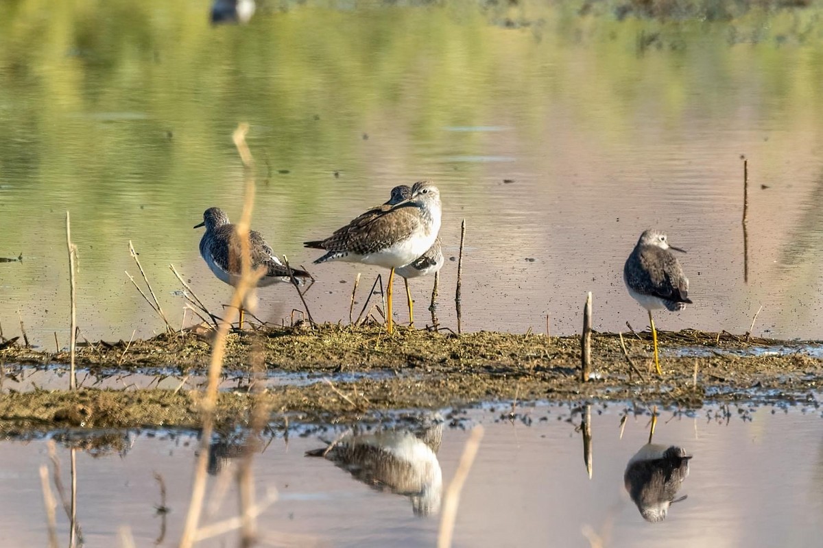 Lesser Yellowlegs - ML610362009