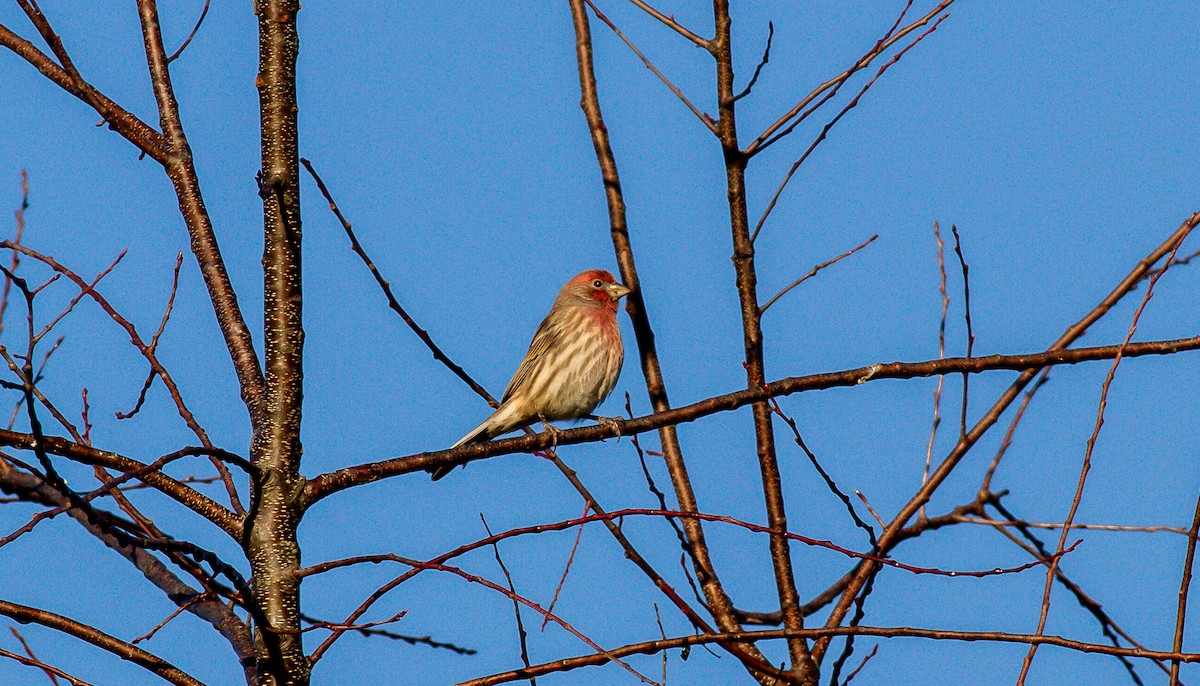 House Finch - Nick Pulcinella