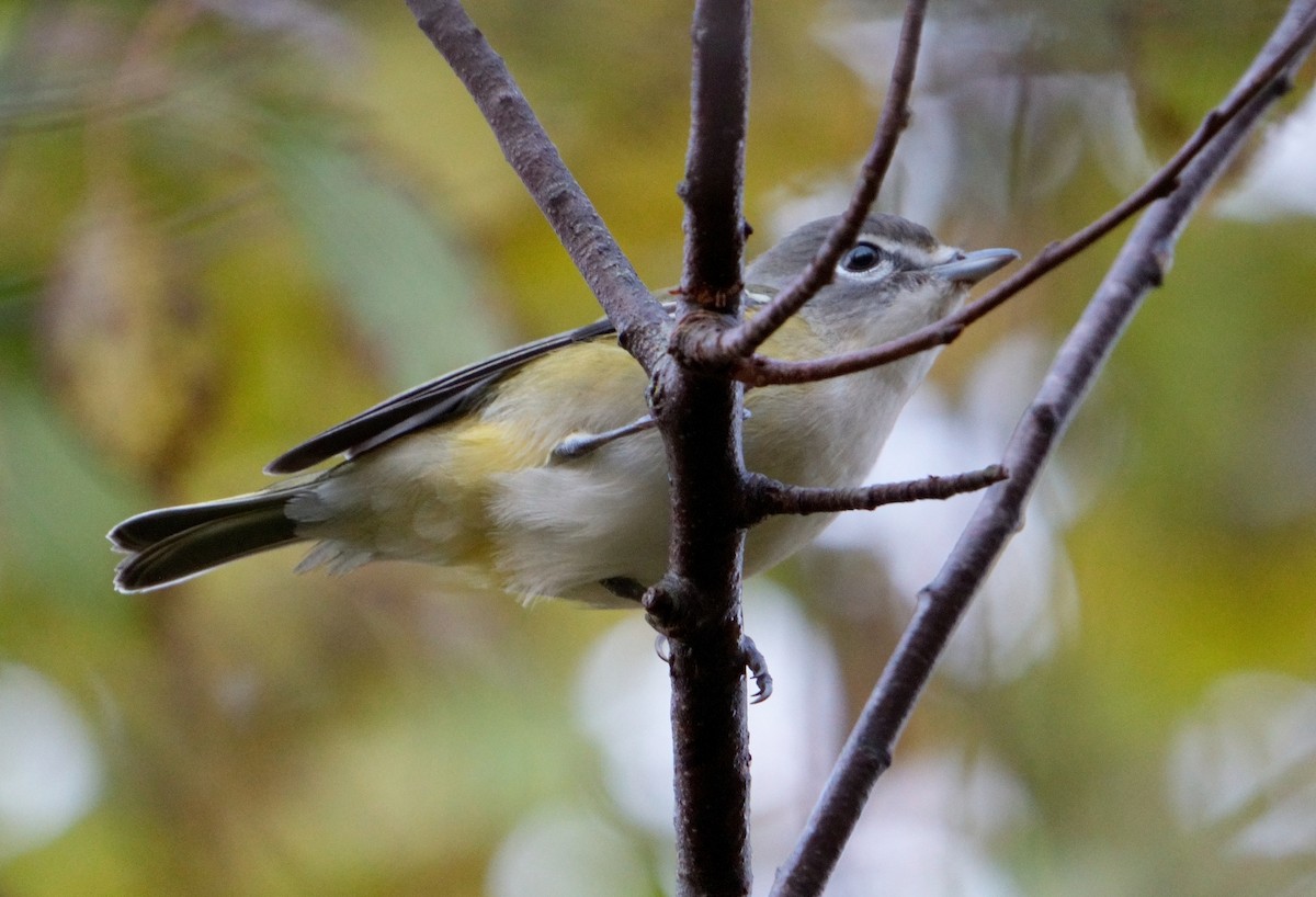 Blue-headed Vireo - ML610362015