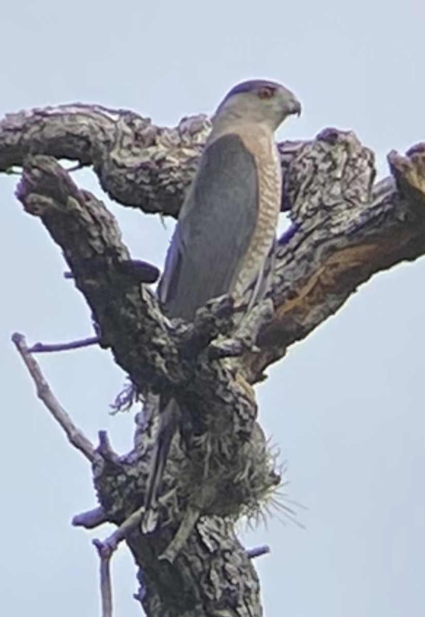 Cooper's Hawk - ML610362030