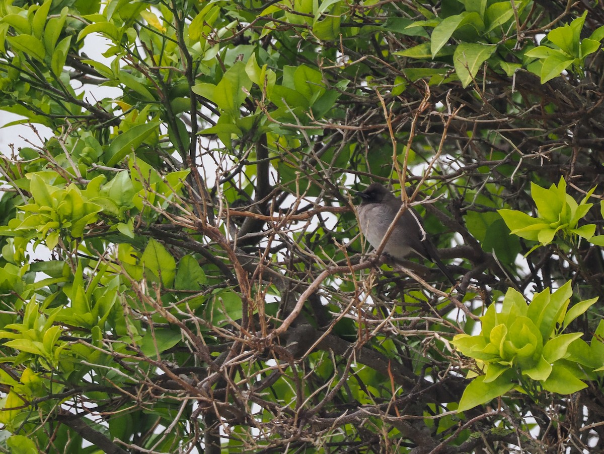 Common Bulbul - ML610362066