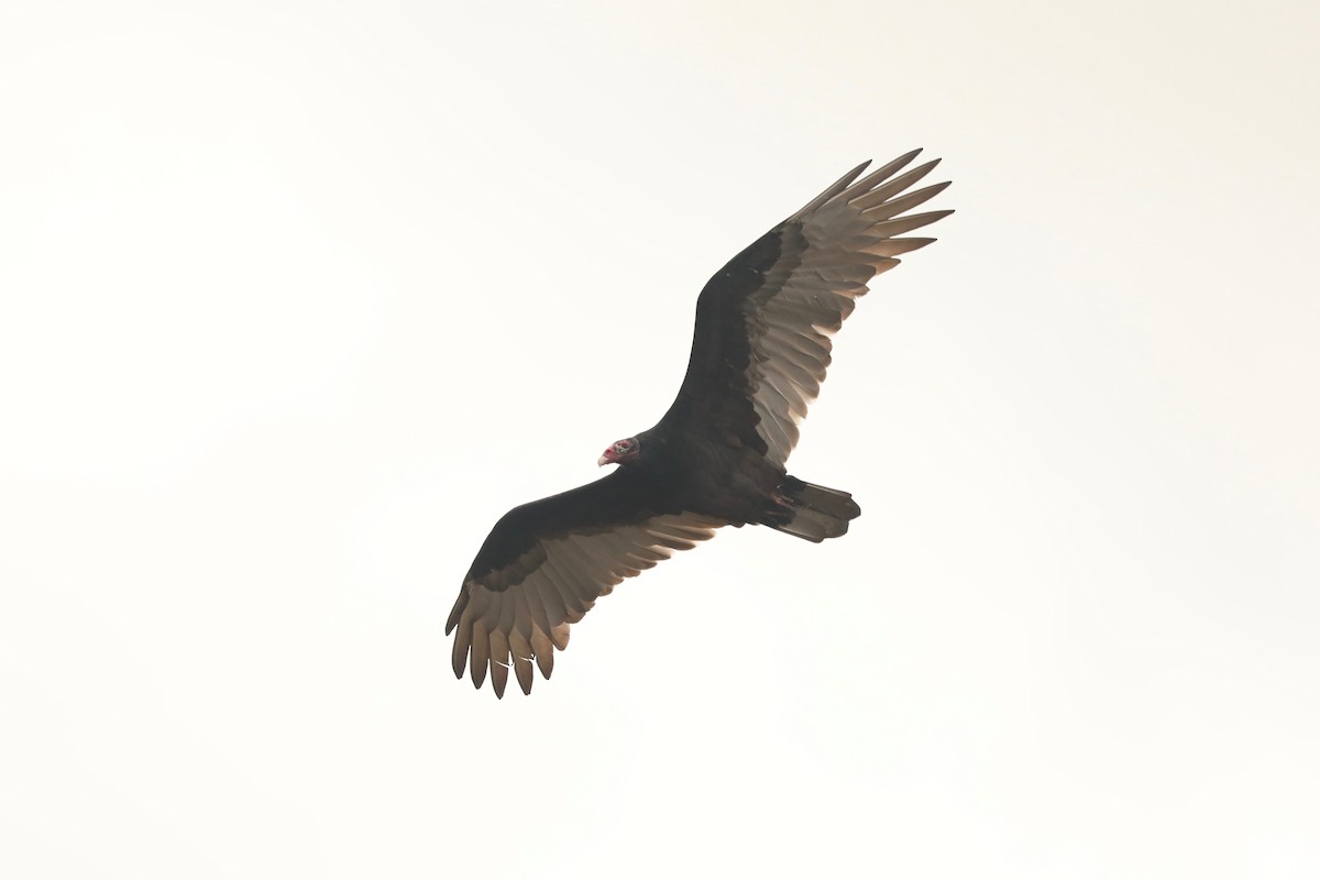 Turkey Vulture - ML610362096