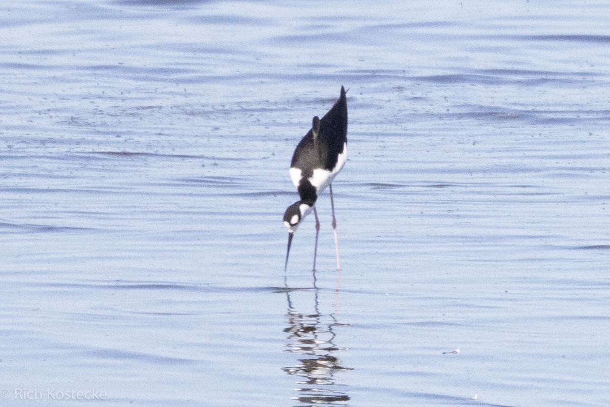 Black-necked Stilt - ML610362148