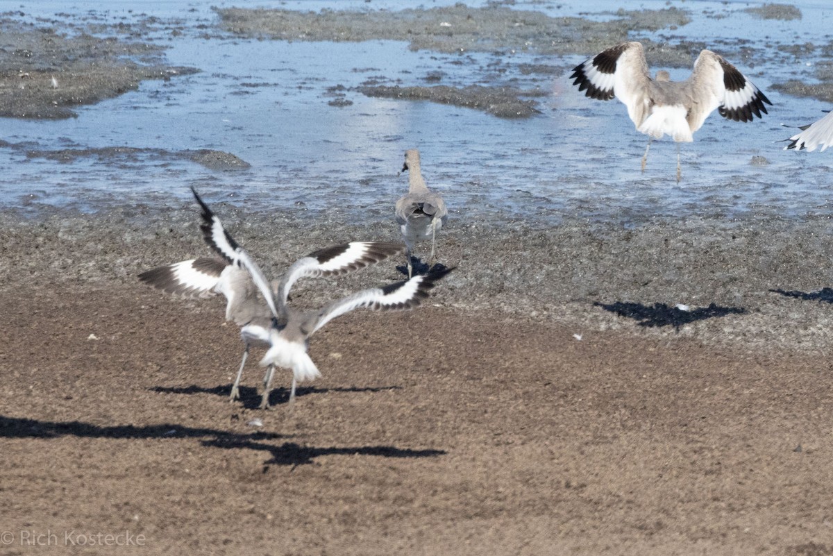 Willet - Rich Kostecke