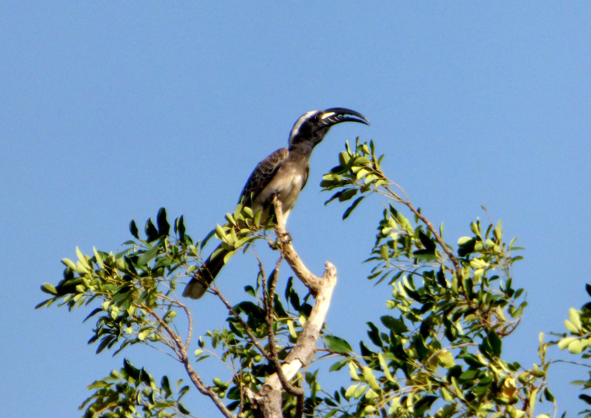 African Gray Hornbill - ML610362166