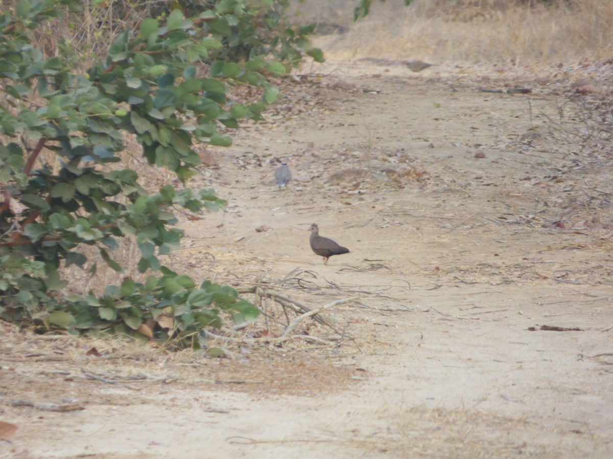 Stone Partridge - ML610362338