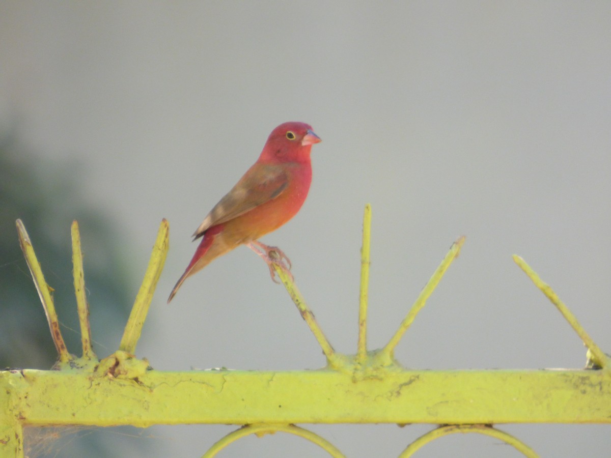 Red-billed Firefinch - ML610362354