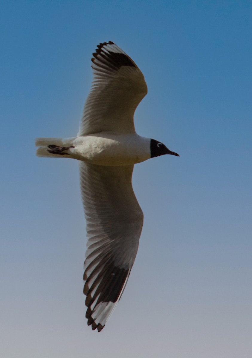 Andean Gull - José Martín