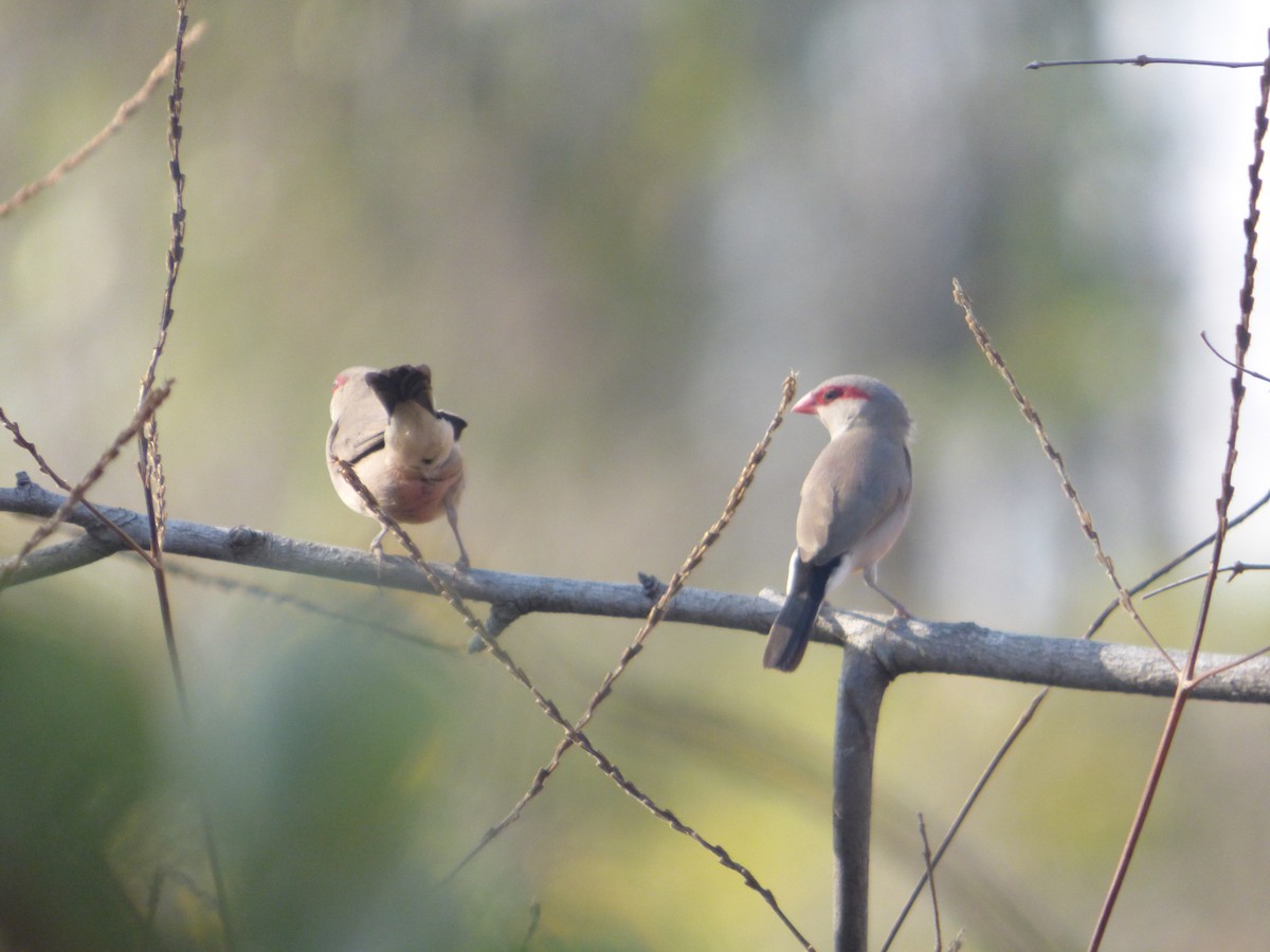 Black-rumped Waxbill - ML610362367