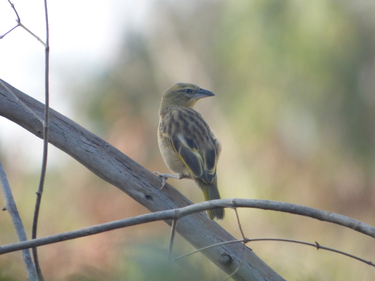 Black-headed Weaver - ML610362383