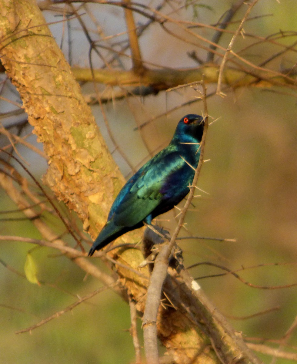 Lesser Blue-eared Starling - ML610362391