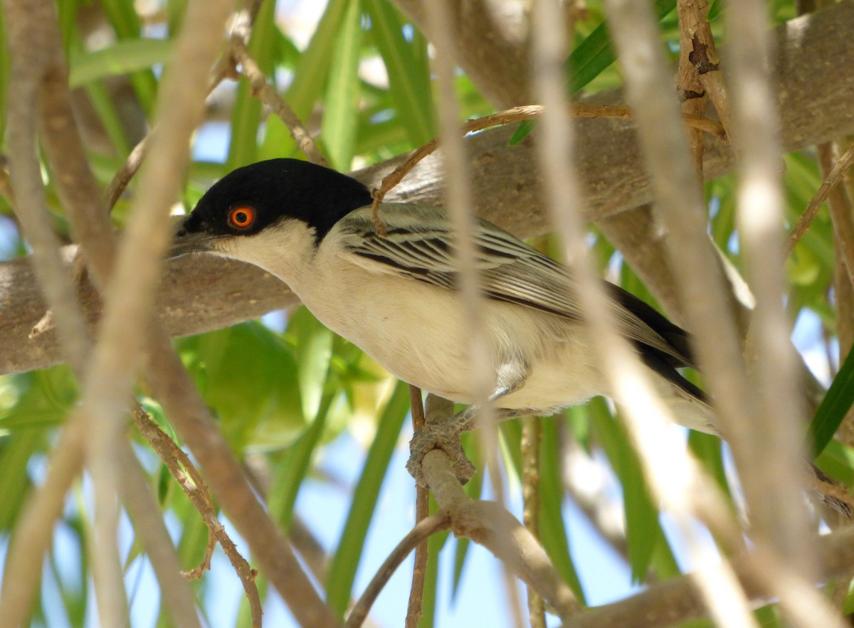 Northern Puffback - ML610362404