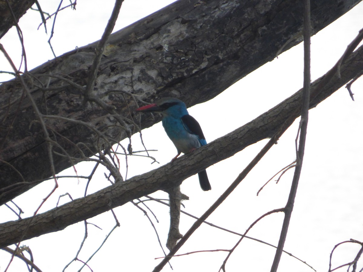 Blue-breasted Kingfisher - ML610362421