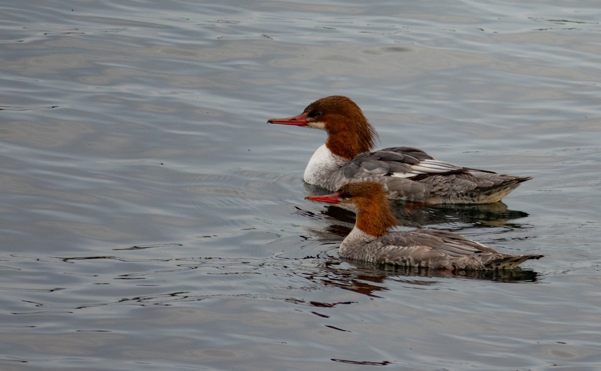 Common Merganser - ML610362457