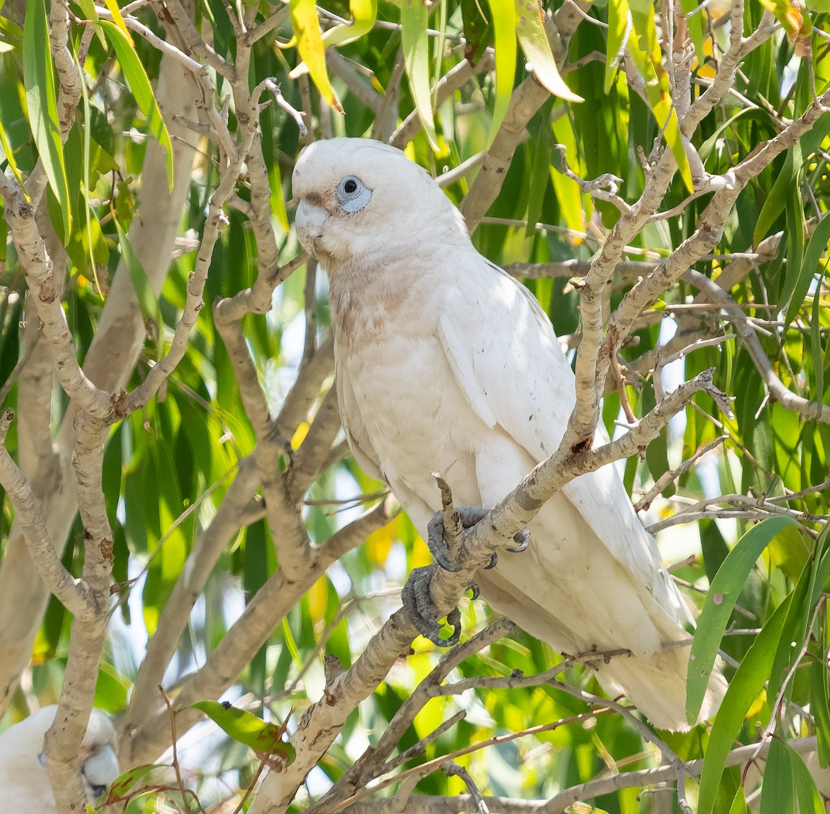 Little Corella - ML610362476