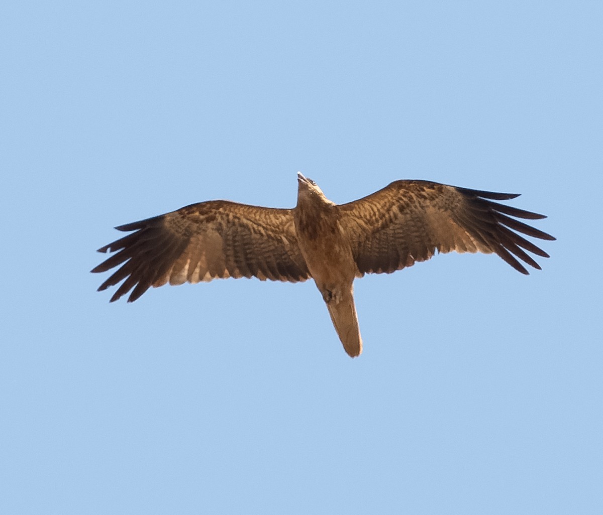 Whistling Kite - ML610362514