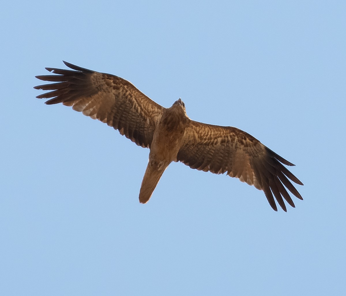 Whistling Kite - ML610362515