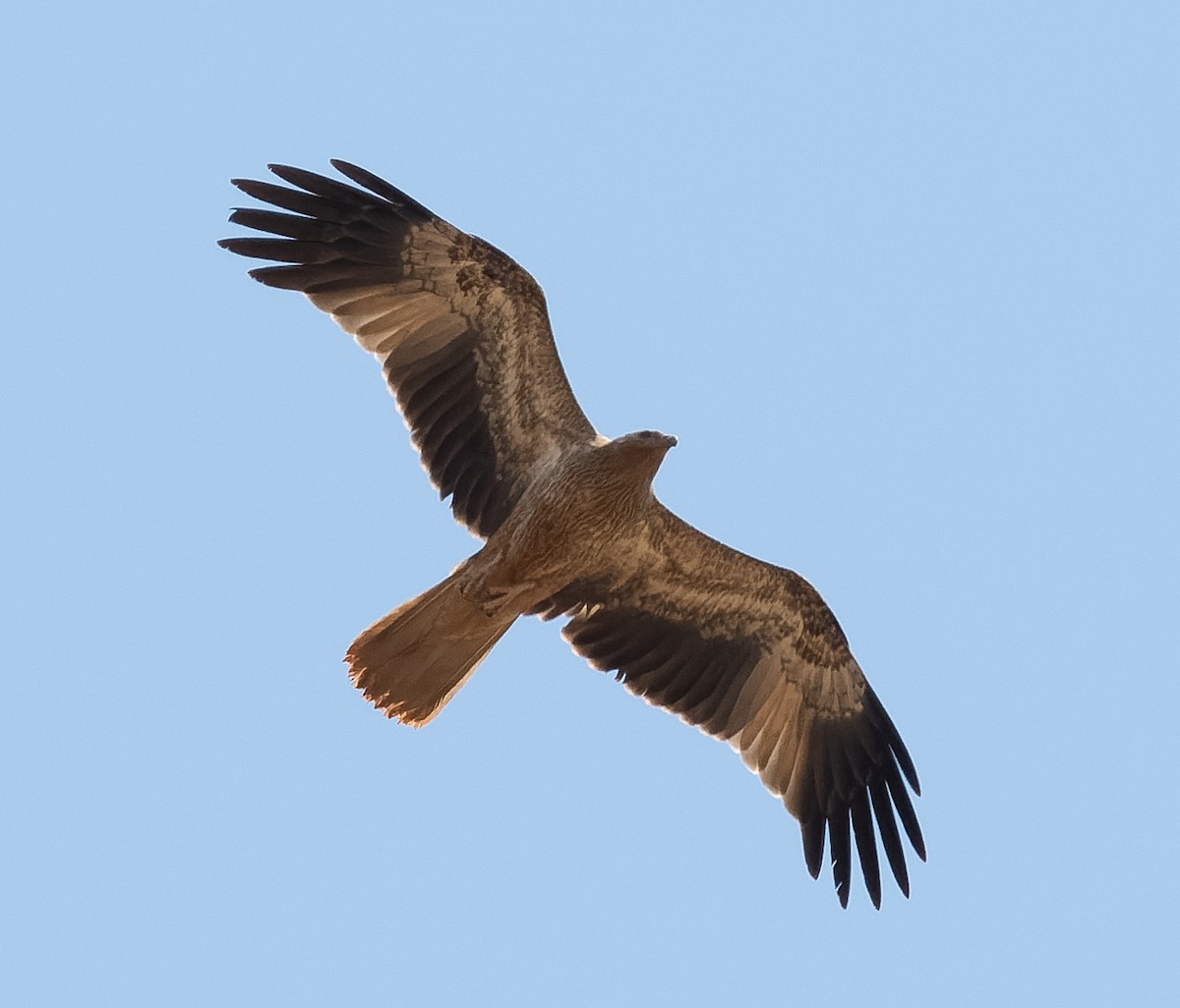 Whistling Kite - ML610362516