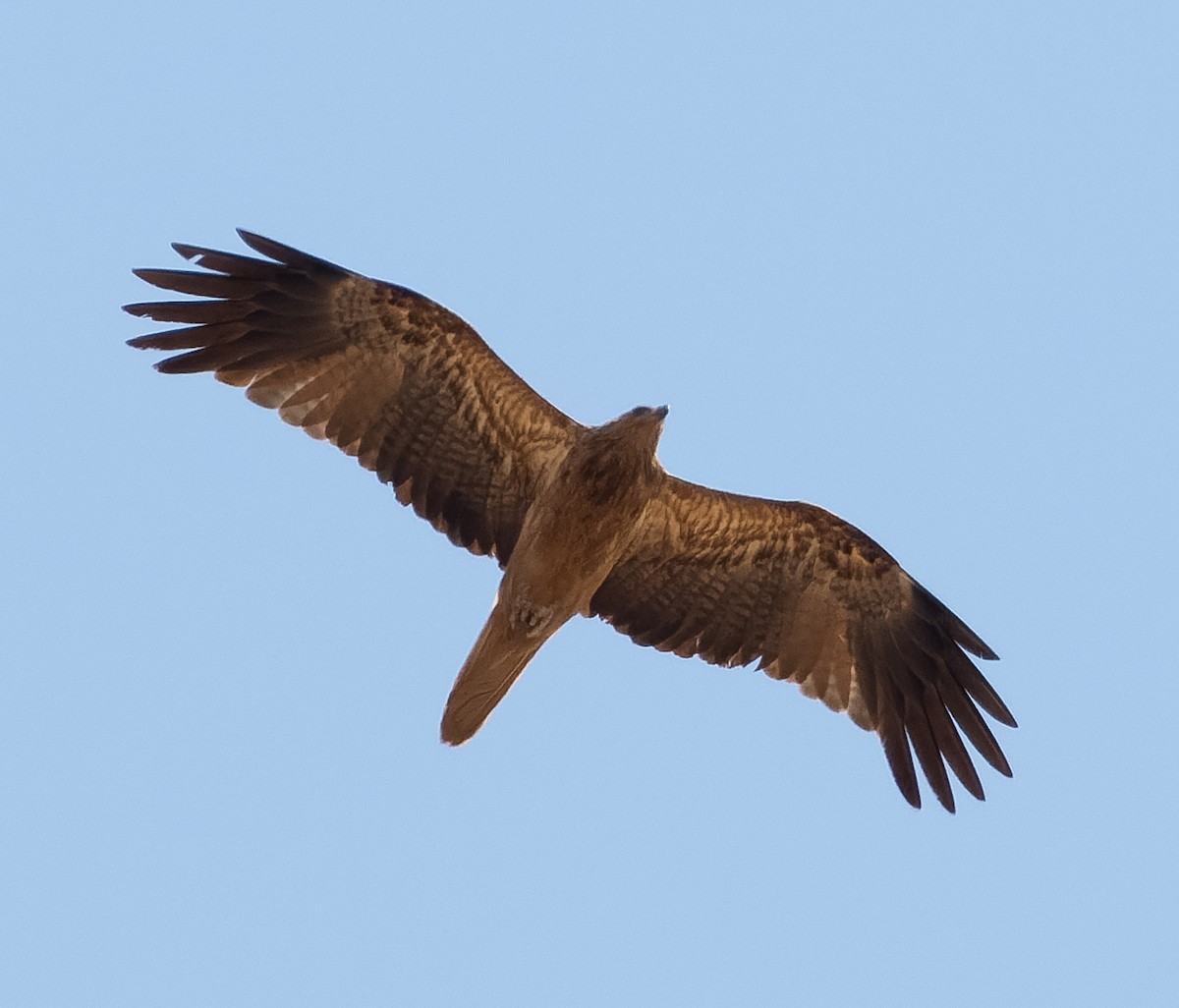 Whistling Kite - ML610362519