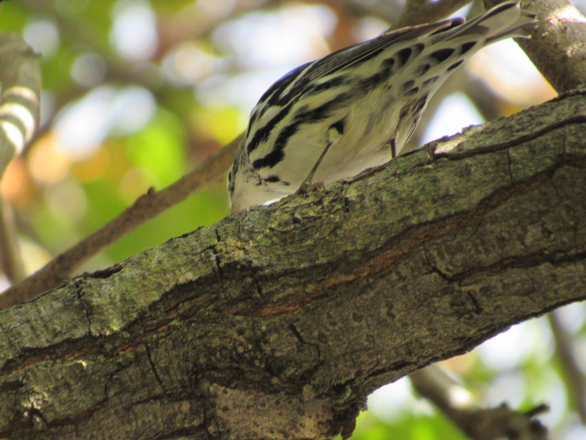 Black-and-white Warbler - ML610362662