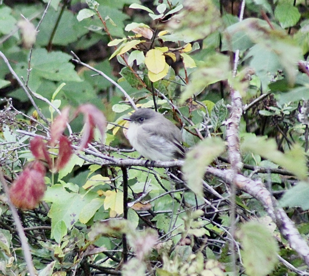 Eastern Phoebe - ML610362688