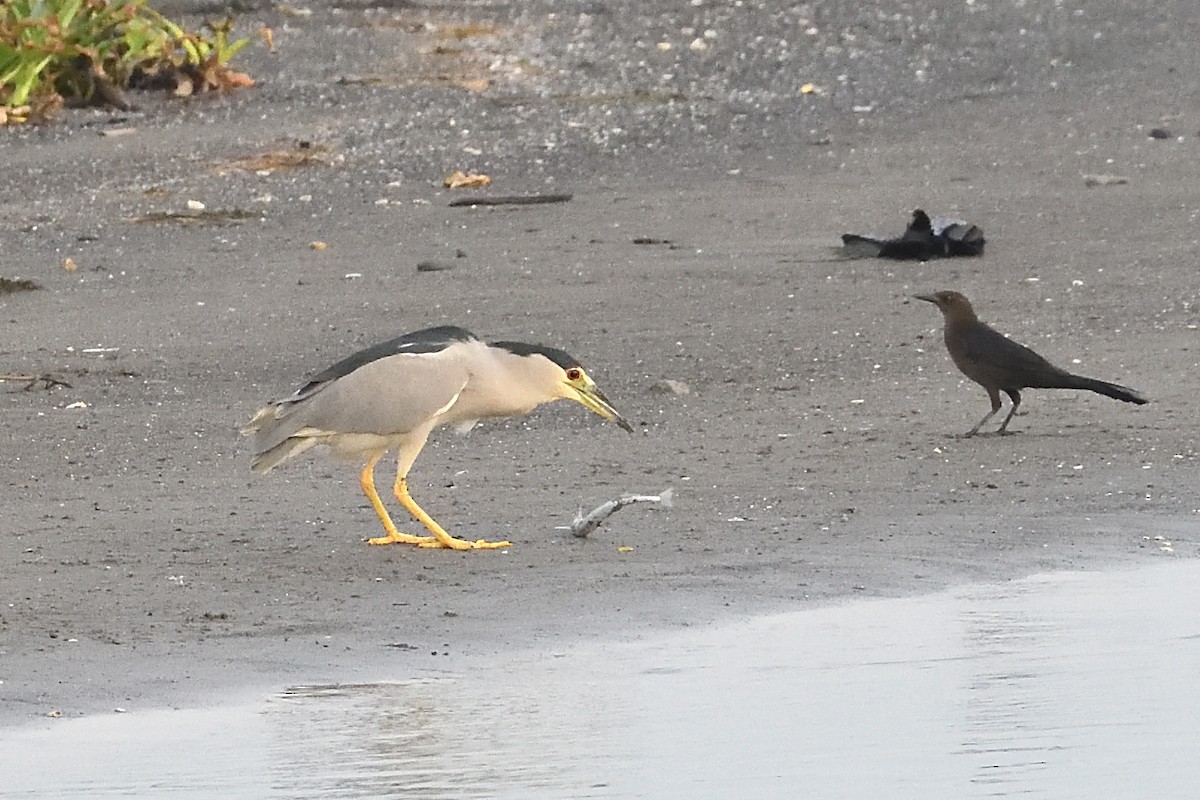 Black-crowned Night Heron - ML610362718