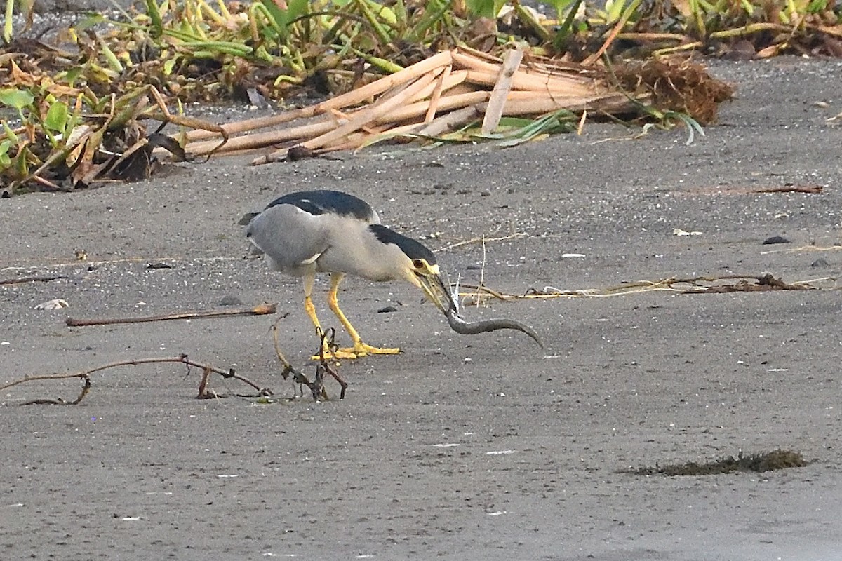 Black-crowned Night Heron - ML610362719