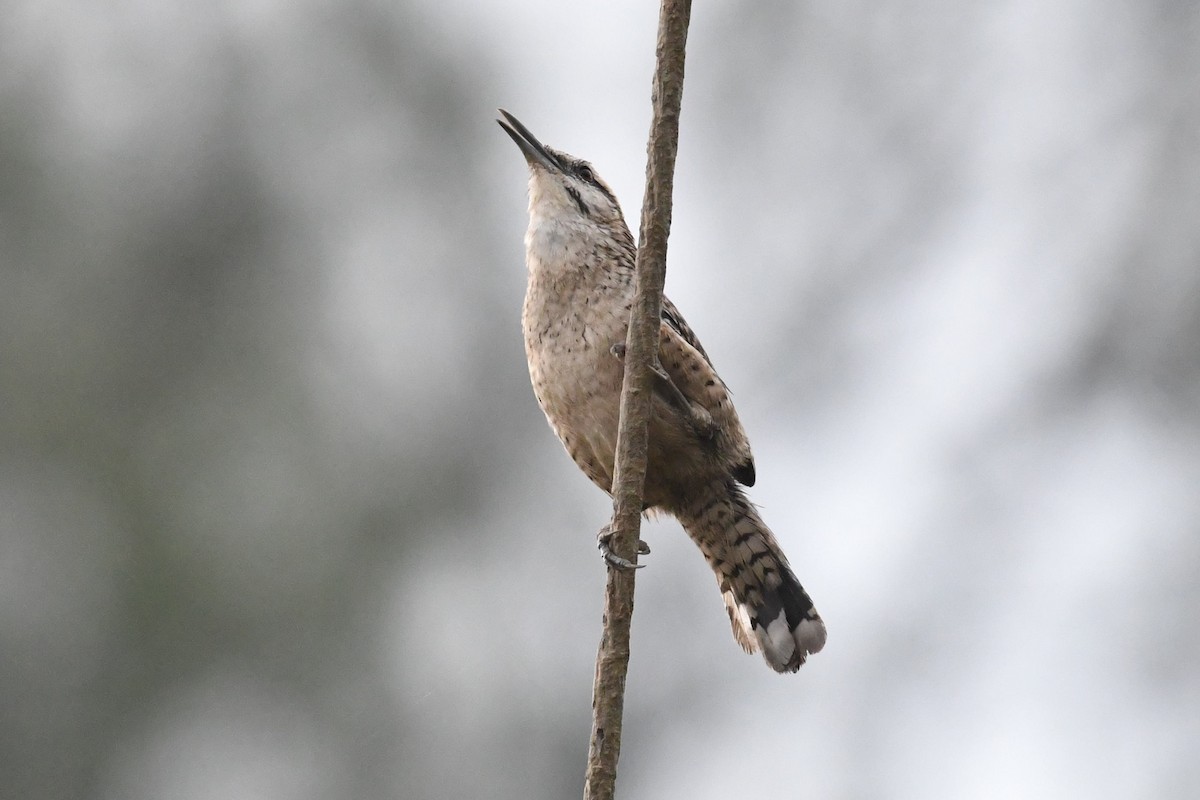 Rufous-naped Wren (Veracruz) - Barry Blust