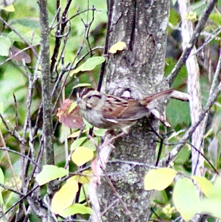 Swamp Sparrow - ML610362741