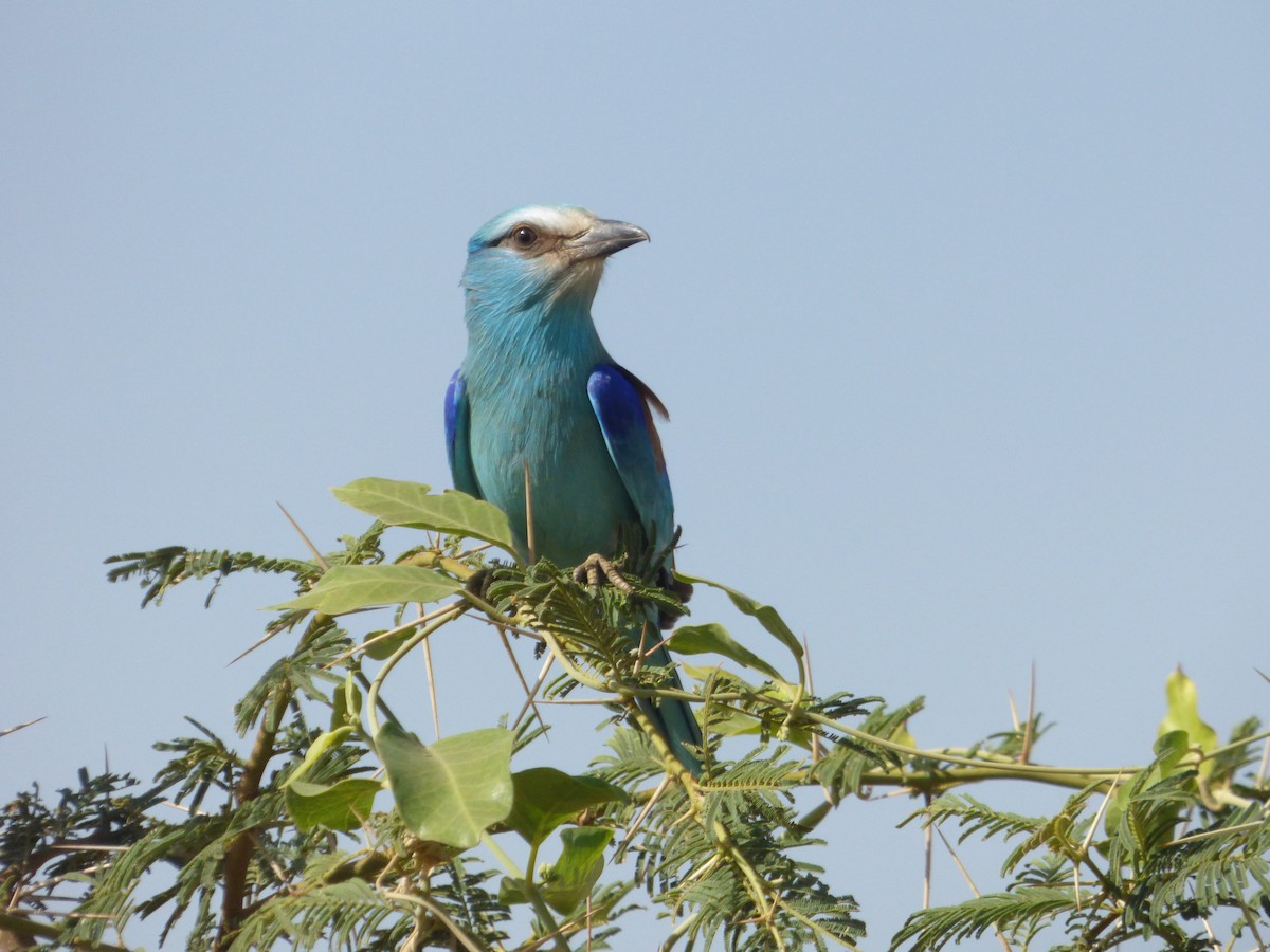 Abyssinian Roller - ML610362780